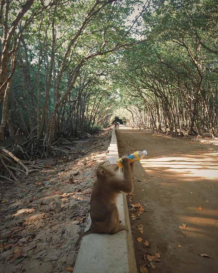 Cần Giờ cũng có đảo khỉ ở Việt Nam nổi tiếng