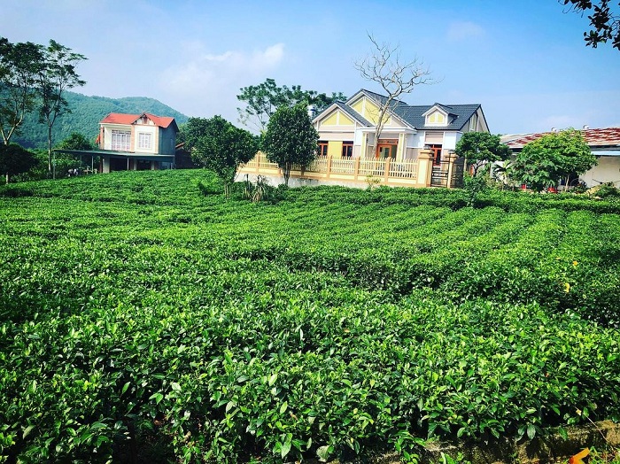 Tan Cuong Tea Hill is a beautiful destination in the Northeast