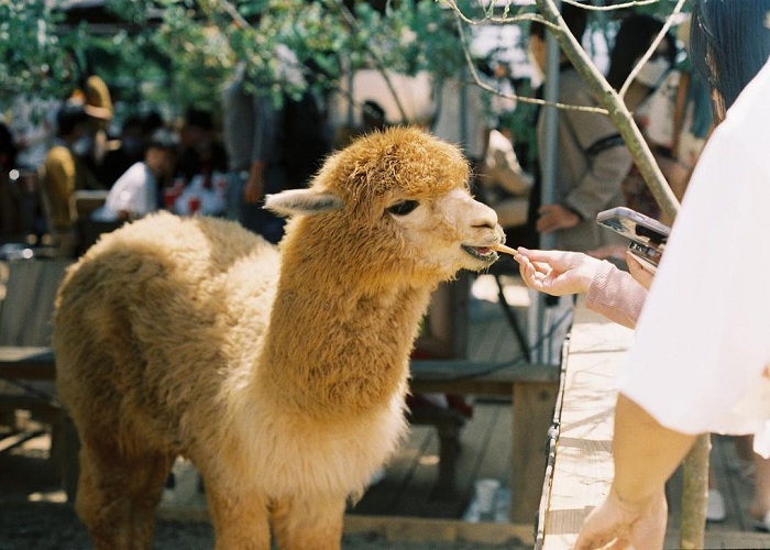 Chika Farm là nông trại lạc đà ở Việt Nam xinh xắn