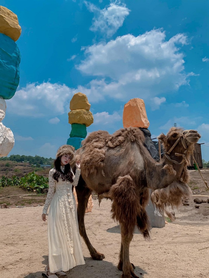Lee's Hill Side is a lovely camel farm in Vietnam
