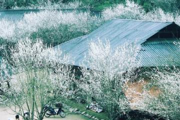 Bản Tả Van Chư nổi tiếng với mùa hoa mận trắng đẹp nhất Bắc Hà, rồi còn gì nữa?