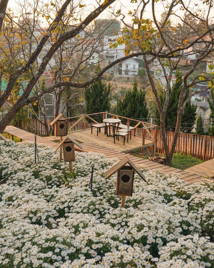 Cafe Persimmon vườn cúc họa mi ở Đà Lạt nổi tiếng 