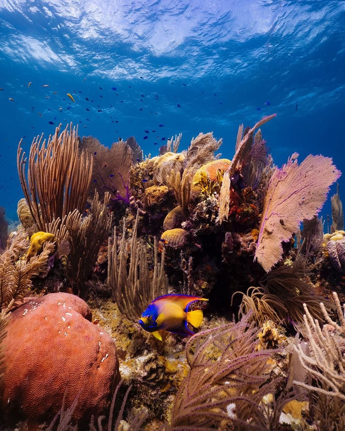 Belizean Barrier Reef chỉ cách bờ 45 phút và là rạn san hô lớn nhất ở Bắc bán cầu - du lịch Placencia Belize
