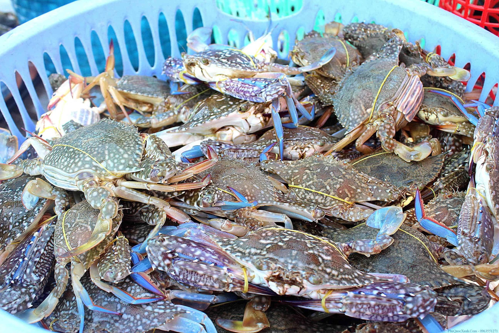 Các khu chợ hải sản ở Phú Quốc - chợ hải sản An Thới
