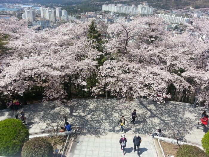 Leo lên đỉnh Công viên Jehwangsan là điều tốt nhất nên làm tại lễ hội ở thị trấn Jinhae