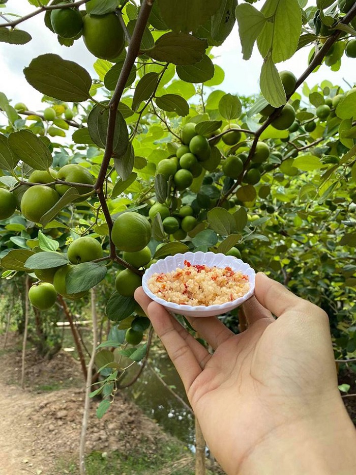Vườn táo hồng của chú Lê Văn Phước là một trong những vườn cây ăn trái nổi tiếng nhất ở cù lao ông Hổ