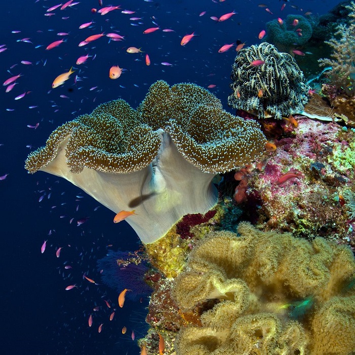 Rạn san hô Tubbataha là điểm ngắm san hô trên thế giới thu hút nhiều khách du lịch hàng năm