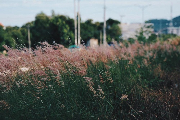 What's so beautiful about Nha Trang's pink reed grass slope?