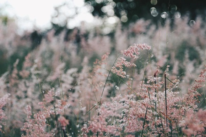 Vẻ đẹp của dốc cỏ lau hồng Nha Trang 