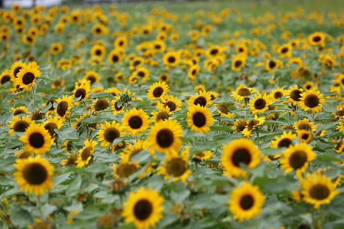 Gwangju cũng là nơi có những cánh đồng hoa hướng dương đẹp trên thế giới không thể bỏ qua
