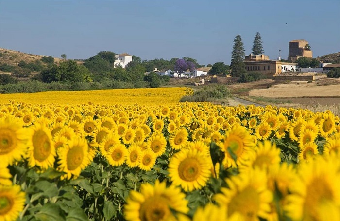  Andalucia là cánh đồng hoa hướng dương đẹp trên thế giới nằm ở Tây Ban Nha