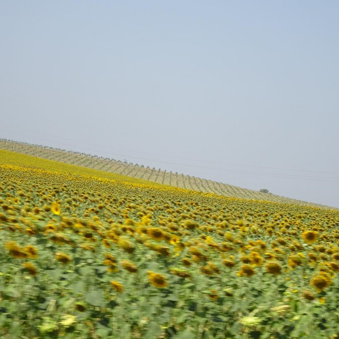 Andalucia là cánh đồng hoa hướng dương đẹp trên thế giới rộng lớn và mênh mông