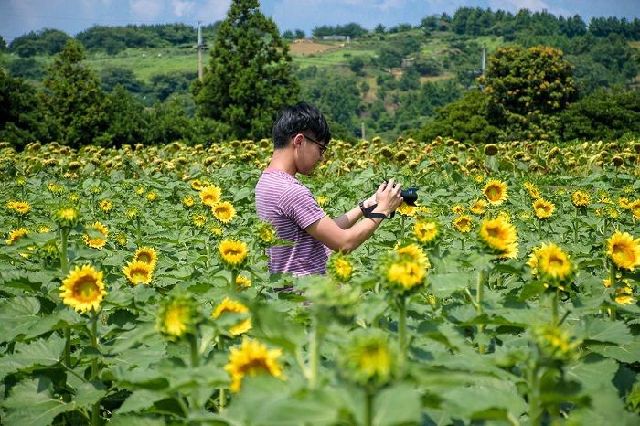 Gwangju cũng là nơi có những cánh đồng hoa hướng dương đẹp trên thế giới 