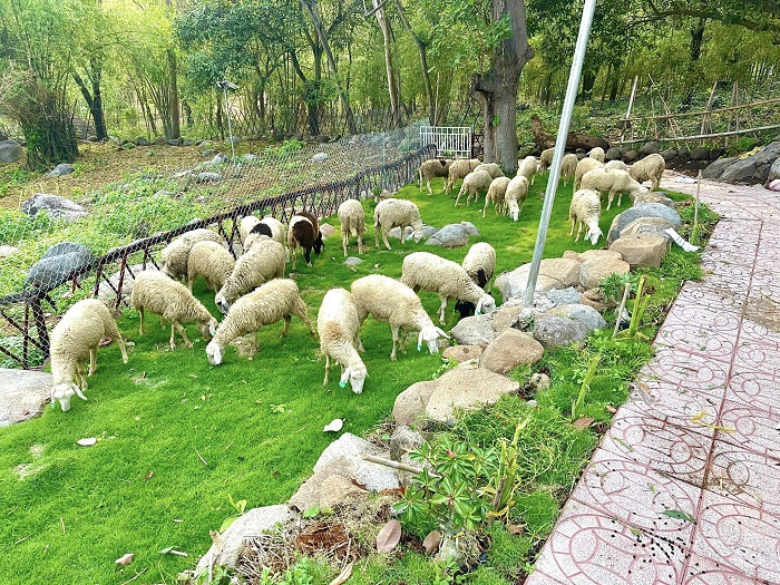 Khu đồi cừu ở Ganesha Camping Ô Thum vừa mới đưa vào hoạt động 