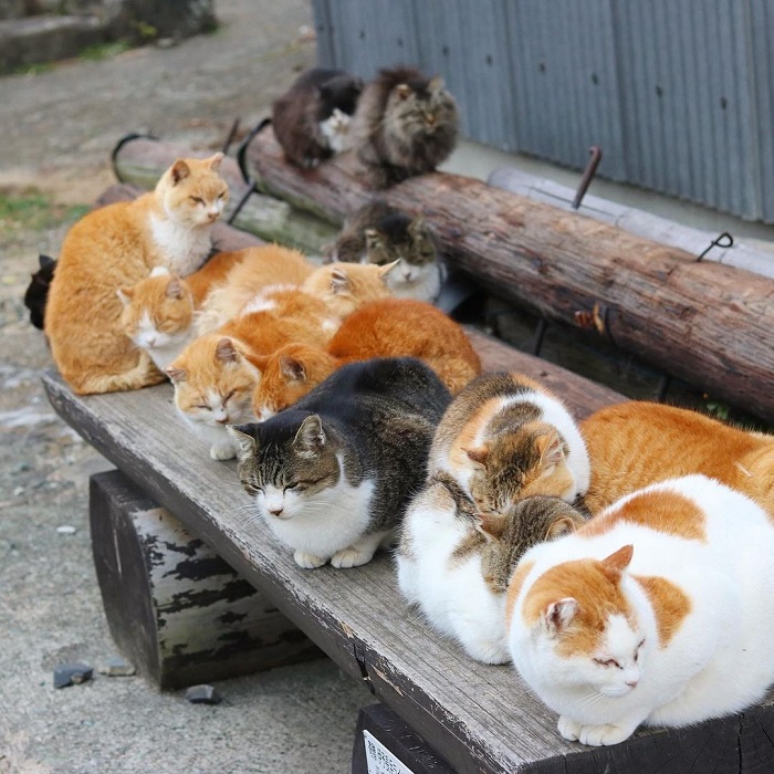 Đảo mèo Aoshima là hònđảo động vật trên thế giới cũng nằm tại Nhật Bản