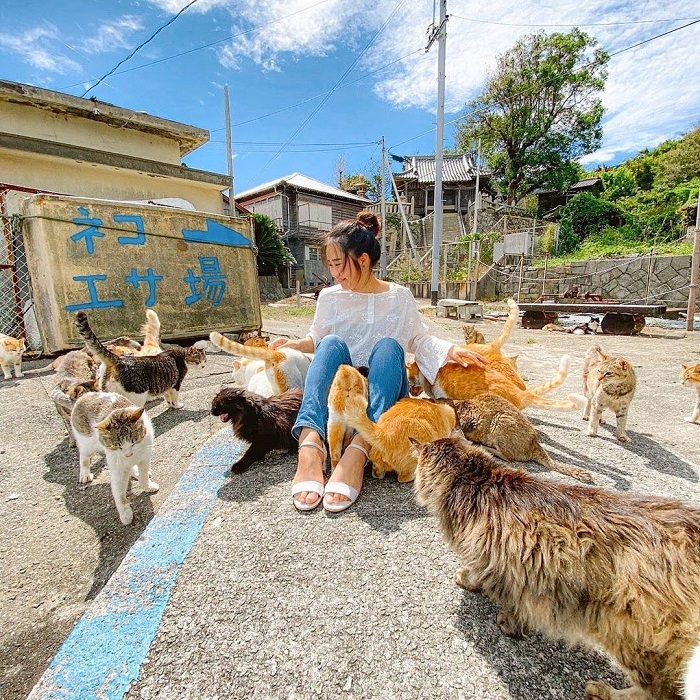Đảo mèo Aoshima là hònđảo động vật trên thế giới rất được lòng du khách