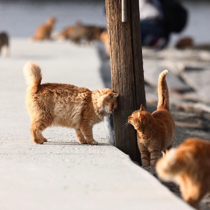 Đảo mèo Aoshima là hòn đảo động vật trên thế giới mà bạn nên ghé thăm