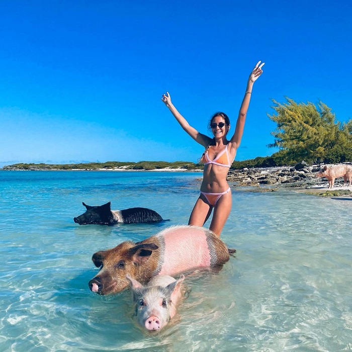 Đảo lợn Big Major là hòn đảo động vật trên thế giới đón nhiều du khách đến thăm mỗi năm