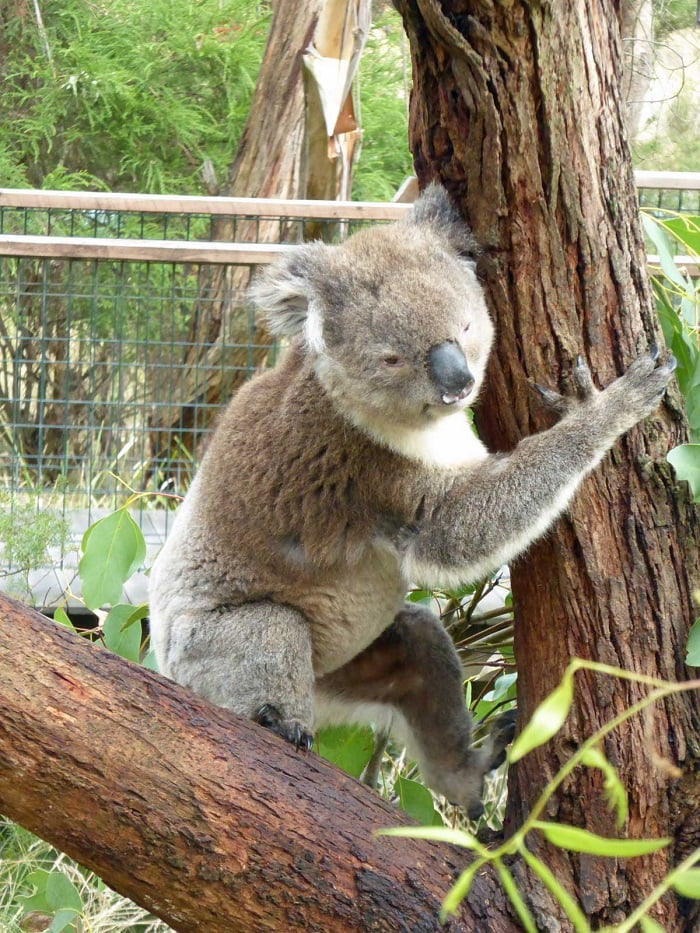 Tham quan Khu bảo tồn Koala ở đảo Phillip Úc