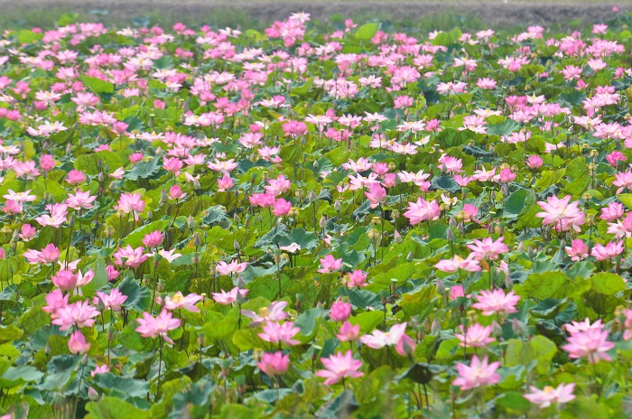 Visit and live virtual in the pink lotus field in Lang Sen Wetland Reserve