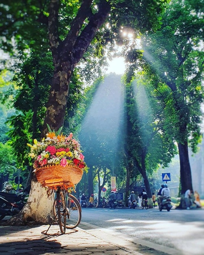 mùa hoa loa kèn Hà Nội - Phan Đình Phùng