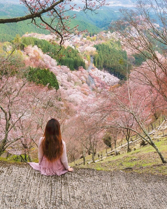 Ngắm hoa anh đào ở núi Yoshino Nhật Bản