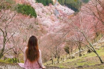 Núi Yoshino Nhật Bản: địa điểm ngắm hoa anh đào đẹp nhất xứ Phù Tang