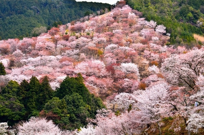 Vẻ đẹp núi Yoshino Nhật Bản