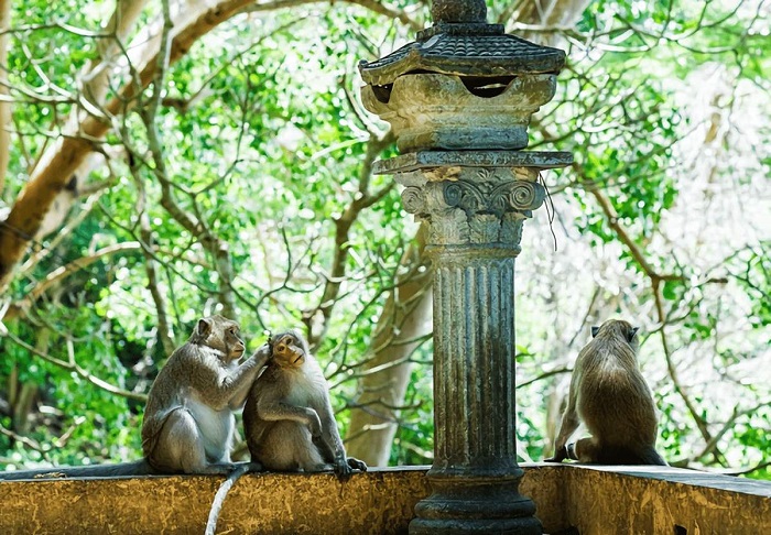 Thăm khỉ ở chùa Khỉ Vũng Tàu 