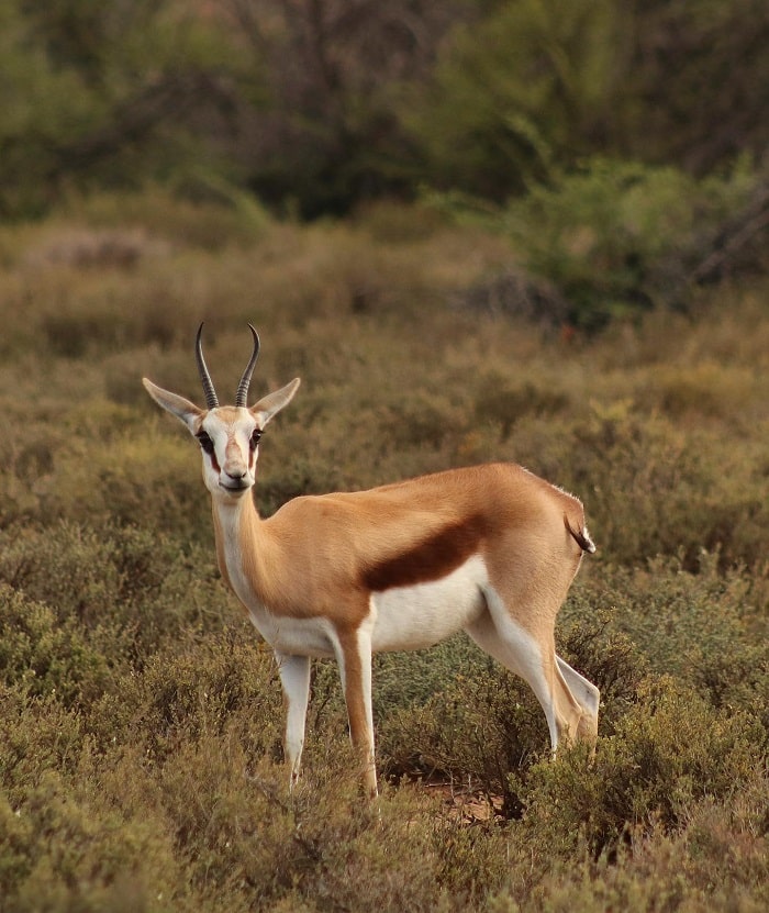 Ngắm động vật hoang dã là hoạt động đặc sắc ở công viên quốc gia Camdeboo Nam Phi