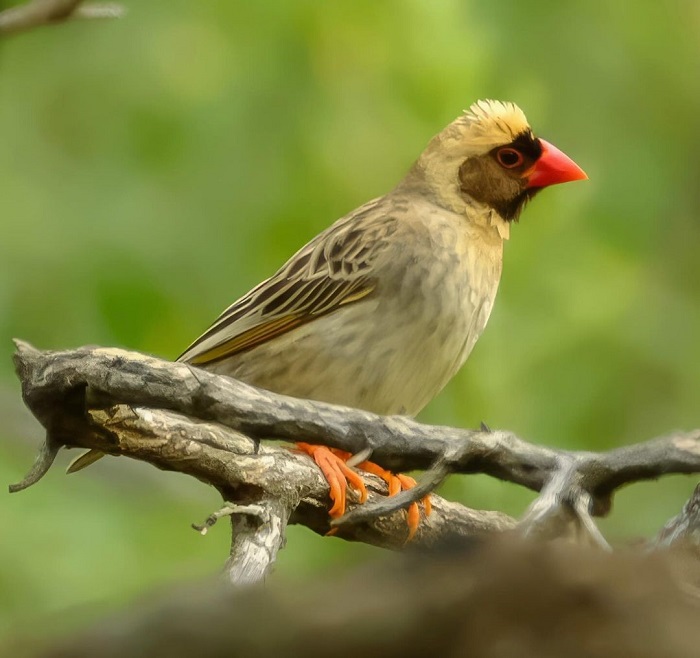 Quan sát chim là hoạt động đặc sắc ở công viên quốc gia Camdeboo Nam Phi