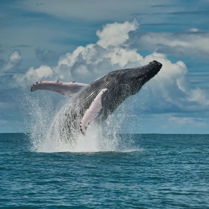 Xem cá voi là điều cần làm khi đến công viên Quốc gia Marino Ballena