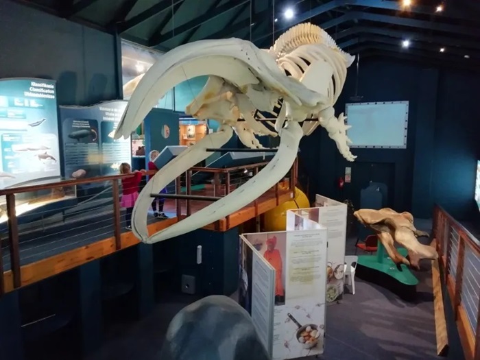 Tham quan bảo tàng ở thị trấn Hermanus Nam Phi