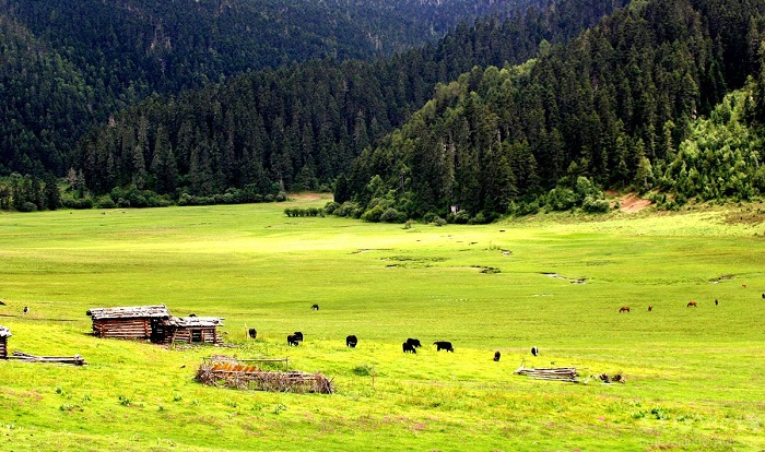 Đồng cỏ Militang là địa điểm tham quan chính ở công viên quốc gia Pudacuo