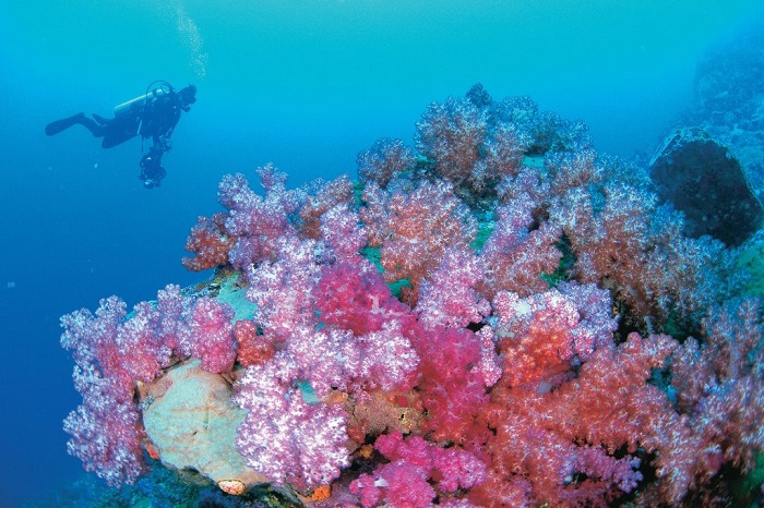 Rạn san hô Ningaloo là hoạt động gần vịnh Turquoise Úc