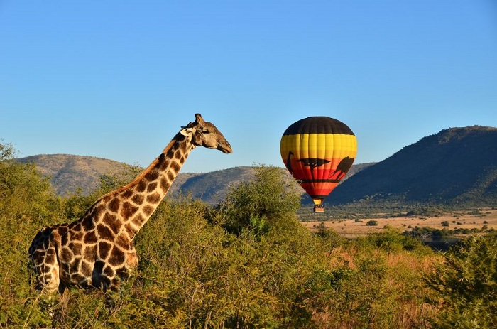 Khinh khí cầu là điều nên làm ở công viên quốc gia Pilanesberg