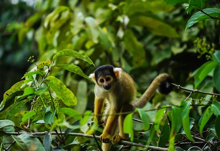 Khu sinh thái Chalalan Bolivia