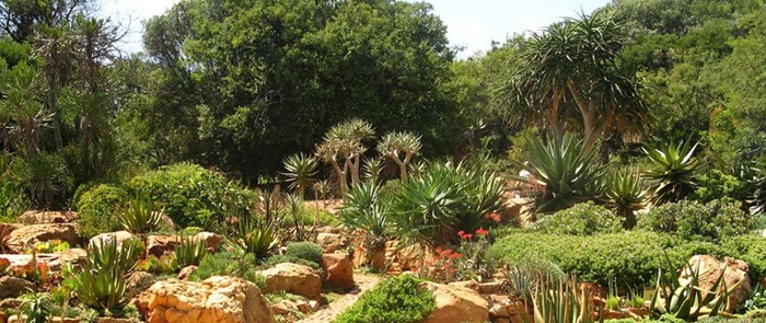 Khu vườn theo chủ đề là điều cần làm và xem ở vườn bách thảo Walter Sisulu