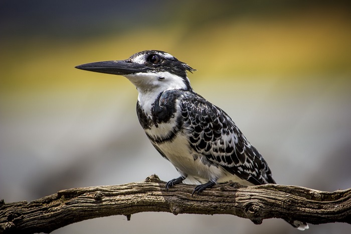 Ngắm chim là điều nên làm ở công viên quốc gia Pilanesberg