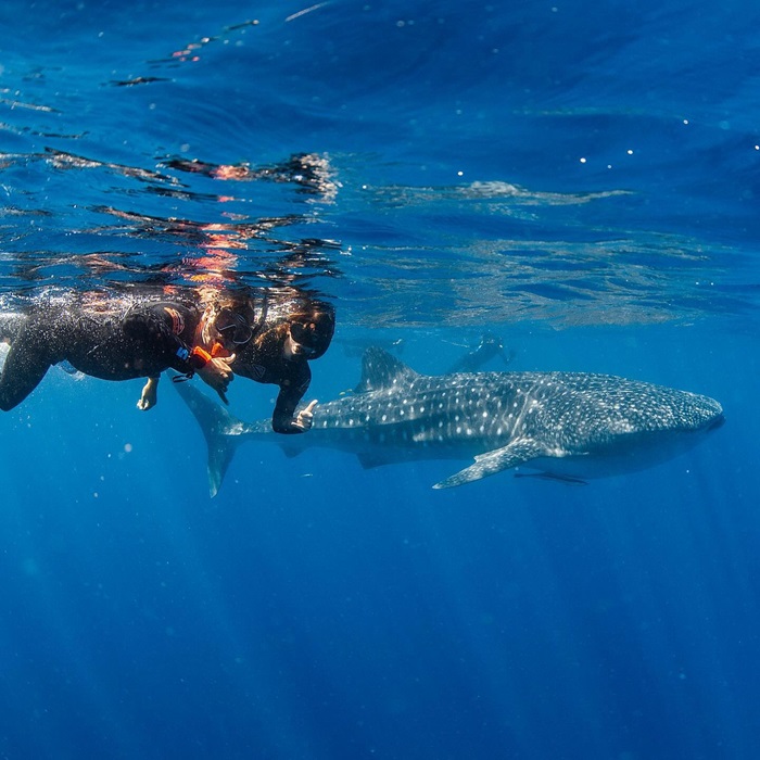Bơi cùng cá mập voi là điểm tham quan và việc cần làm ở thị trấn Exmouth Úc 