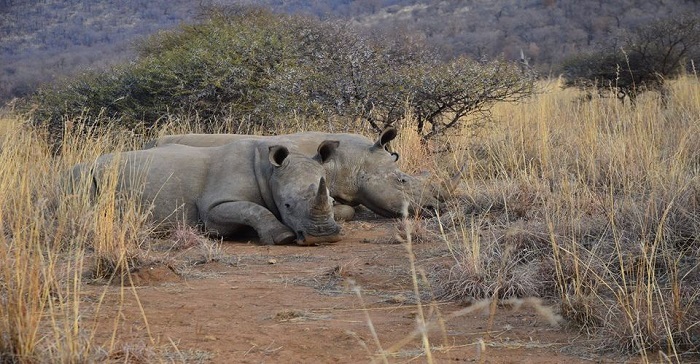 Theo dõi tê giác trong Letsatsing là điều nên làm ở công viên quốc gia Pilanesberg