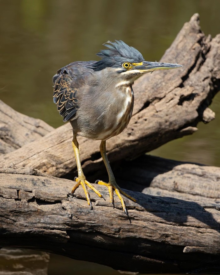 Ngắm nhìn động vật hoang dã và đời sống chim là điều cần làm và xem ở vườn bách thảo Walter Sisulu