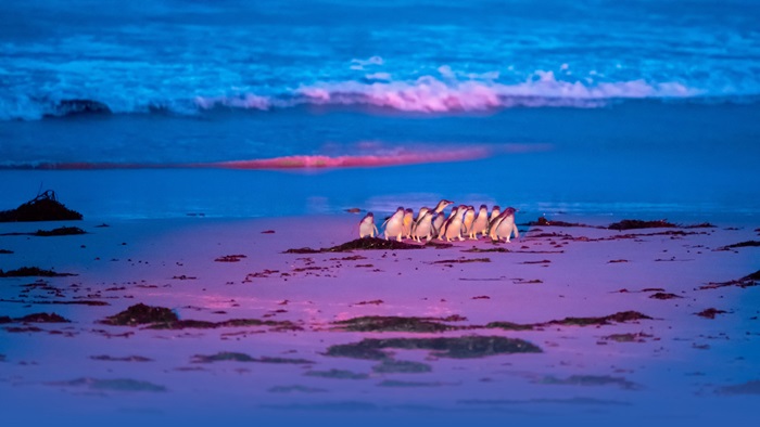 Xem chim cánh cụt là điều nên làm và xem ở thị trấn Bicheno Úc