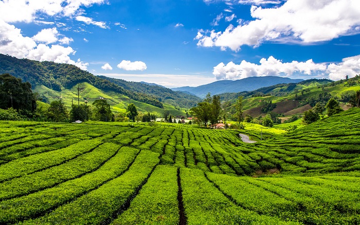 Khám phá đồn điền Boh Malaysia