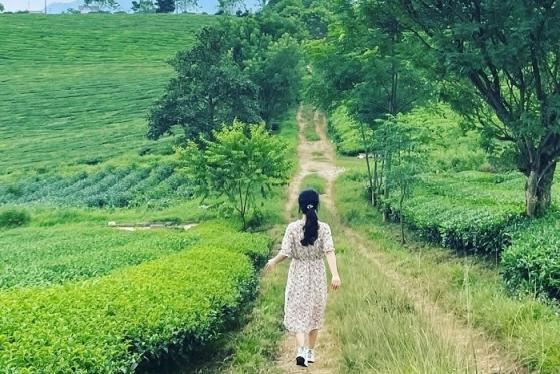 Gợi ý lịch trình tour Mộc Châu 3 ngày 2 đêm cho chuyến đi cực phiêu