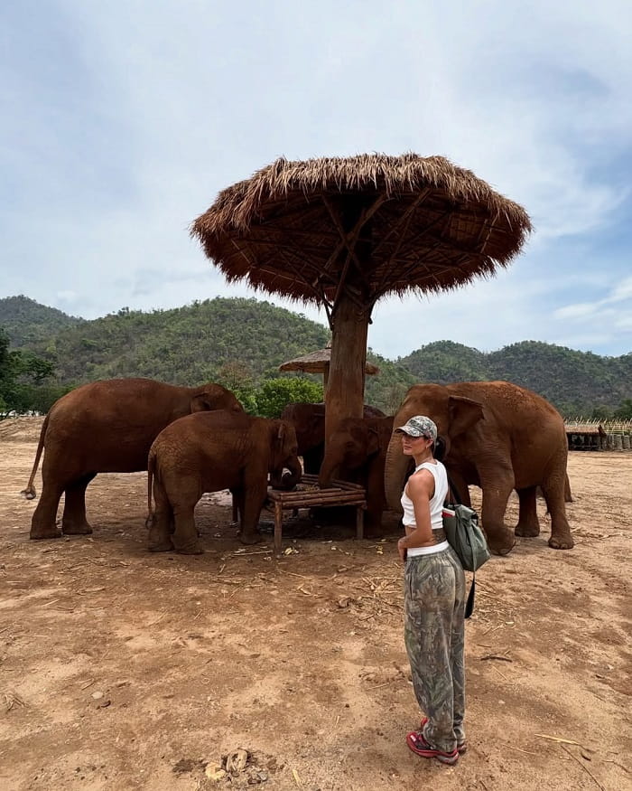 Khám phá các khu bảo tồn voi ở Chiang Mai