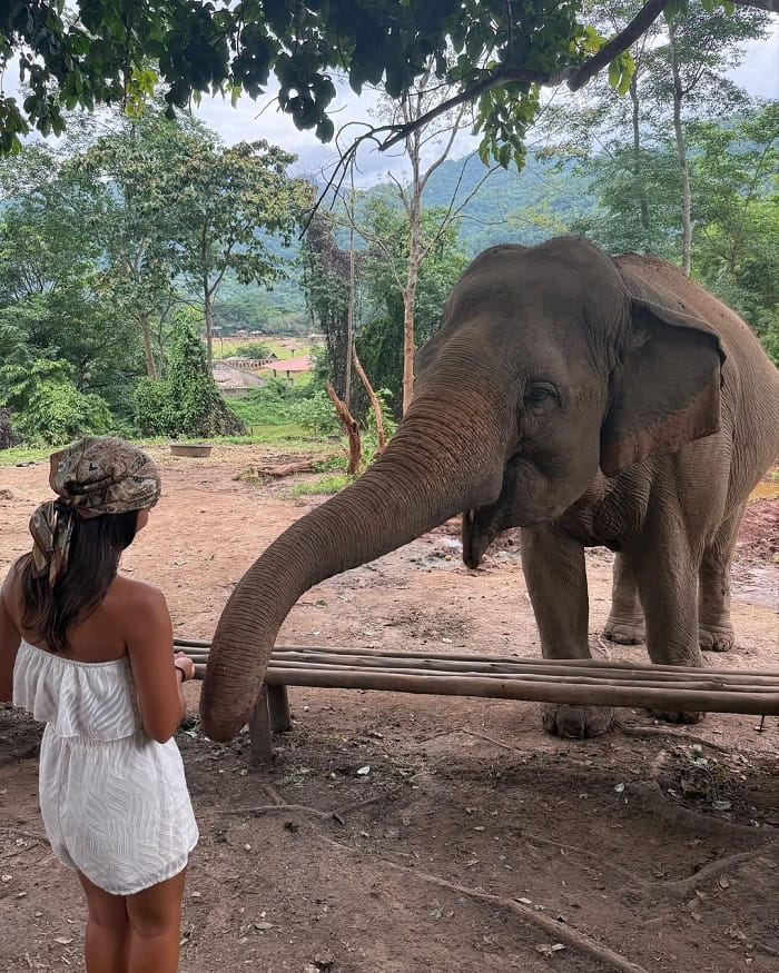 Khám phá các khu bảo tồn voi ở Chiang Mai
