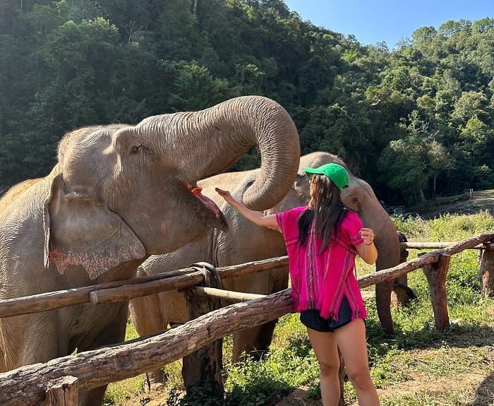 Tại sao nên ghé thăm các khu bảo tồn voi ở Chiang Mai