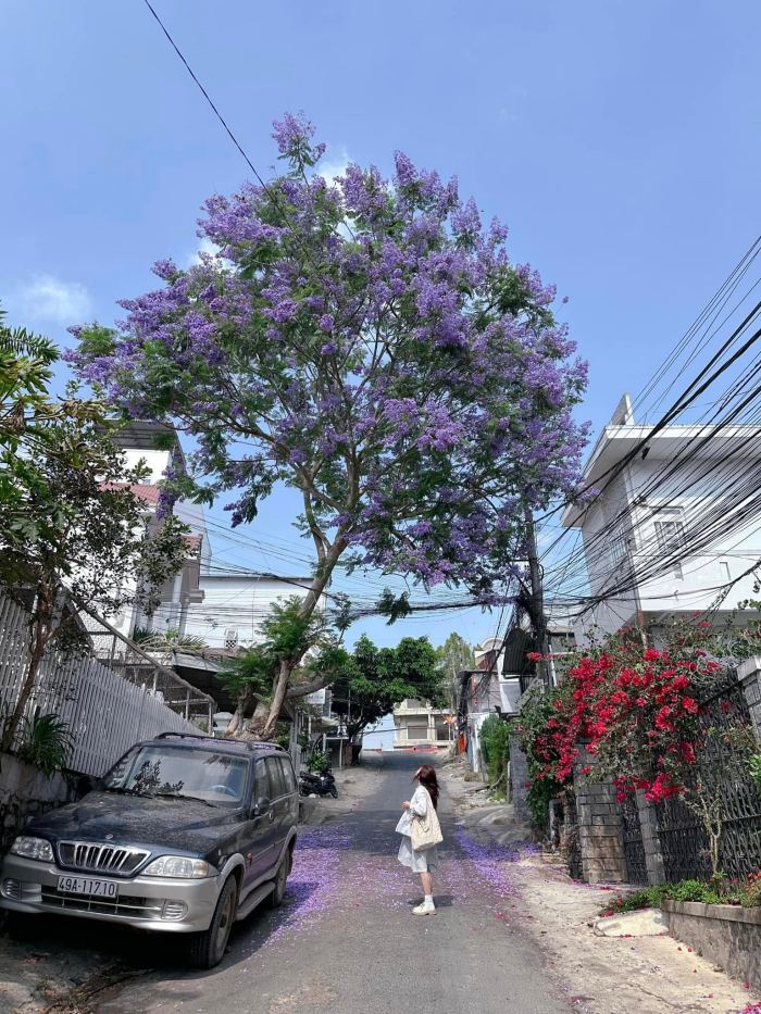 Đà Lạt mùa hè có gì chơi Đà Lạt mùa hè có gì chơi