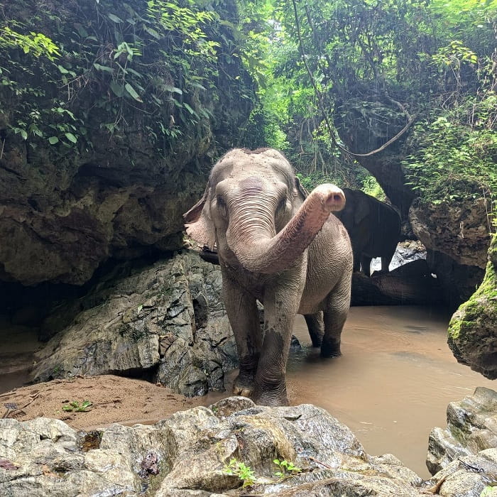 Khu bảo tồn voi của Burm & Emily là một trong các khu bảo tồn voi ở Chiang Mai